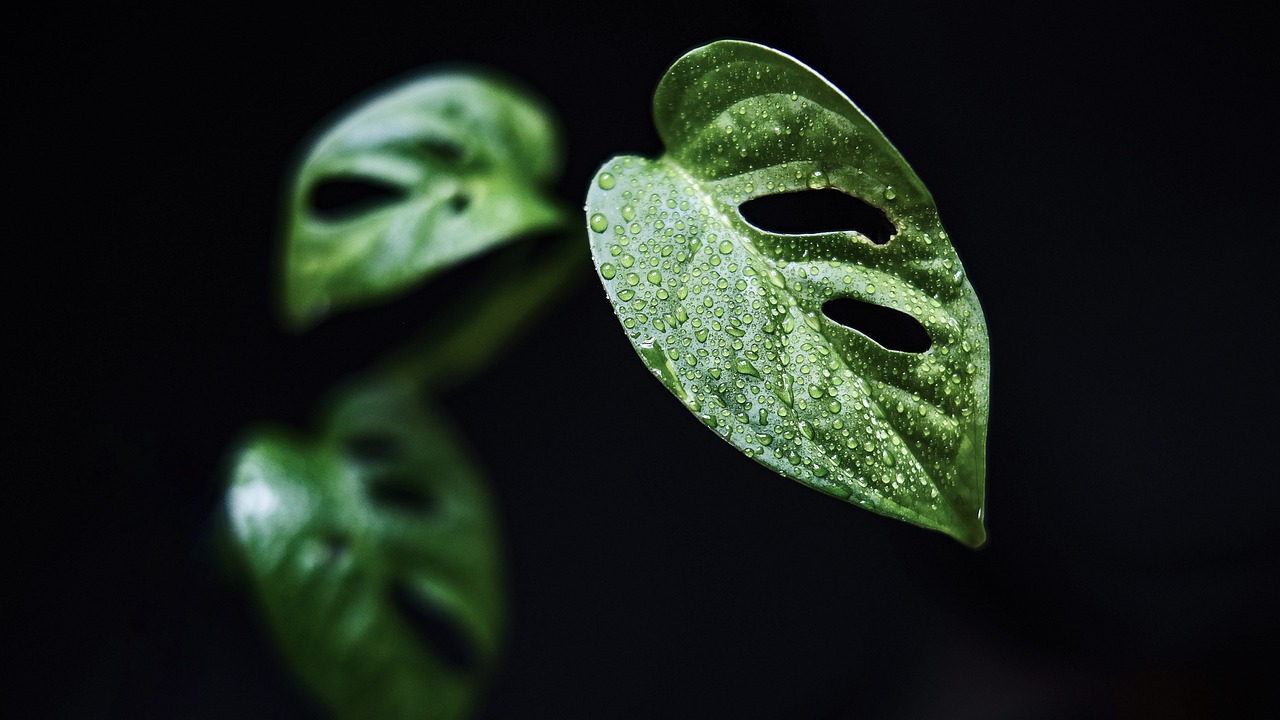Alles wat je moet weten over de Monstera Deliciosa: Verzorging, Voordelen en Styling Tips